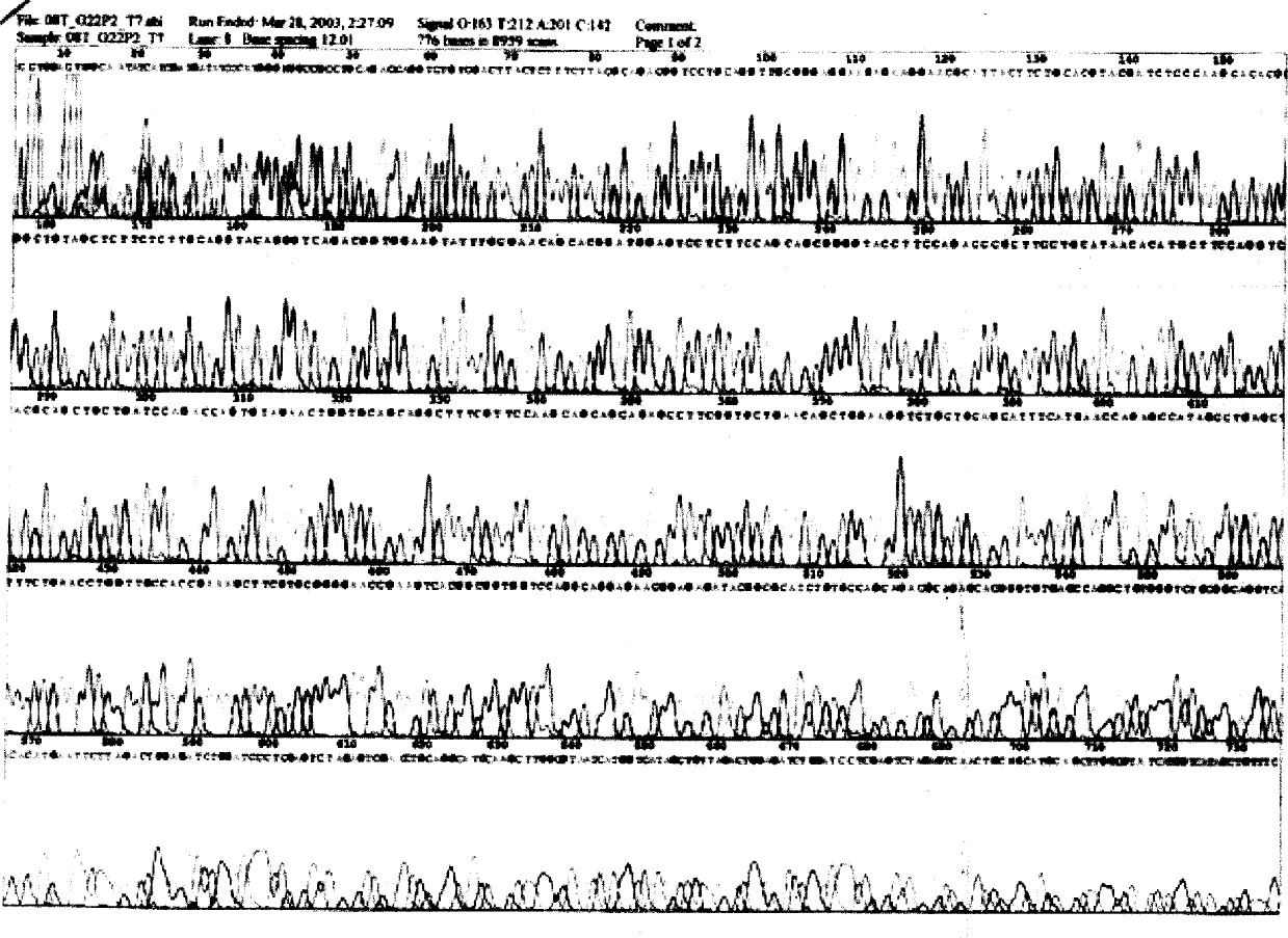 Swine alpha-interferon gene synthesis, expression vector establishment and product preparing method