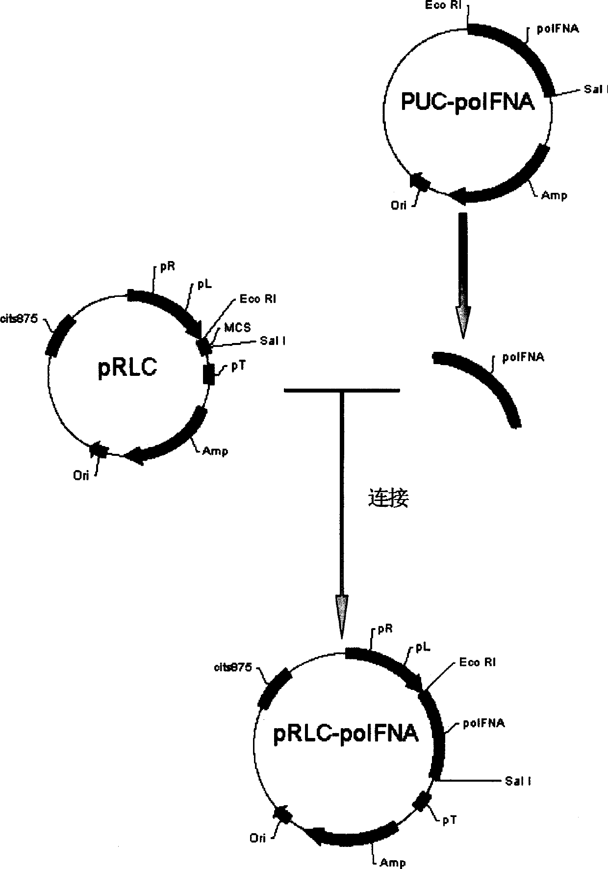 Swine alpha-interferon gene synthesis, expression vector establishment and product preparing method