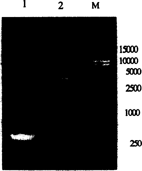 Swine alpha-interferon gene synthesis, expression vector establishment and product preparing method