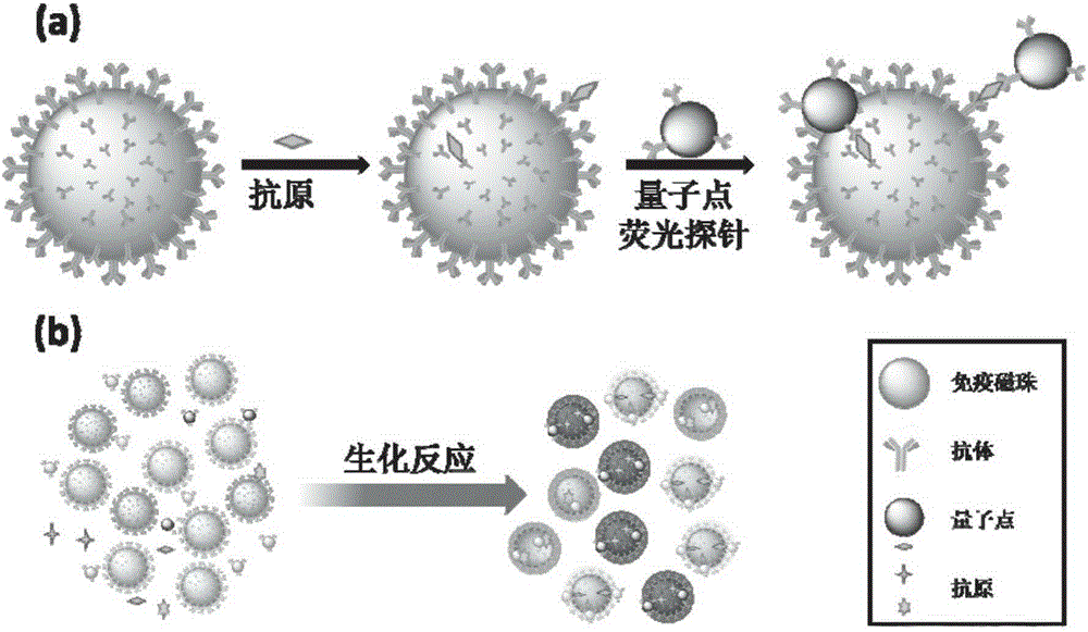 Quantum dot fluorescent probe and application thereof