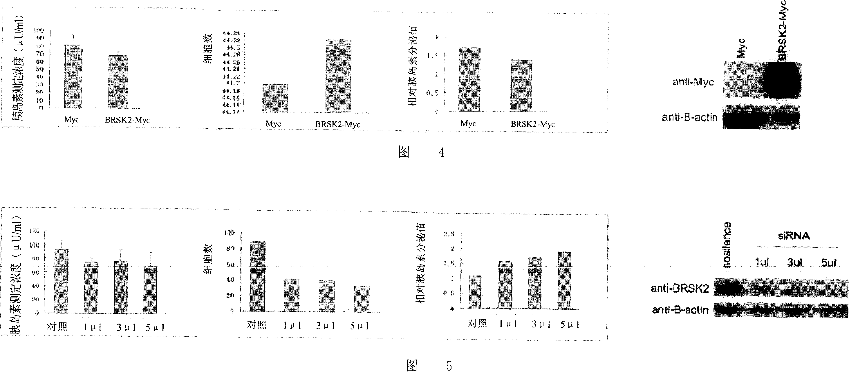 Application of BRSK2 in producing antidiabetic medicine