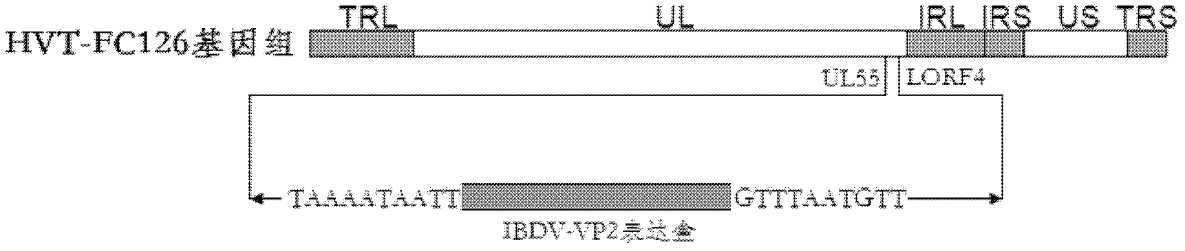 Recombinant turkey herpesvirus and application thereof