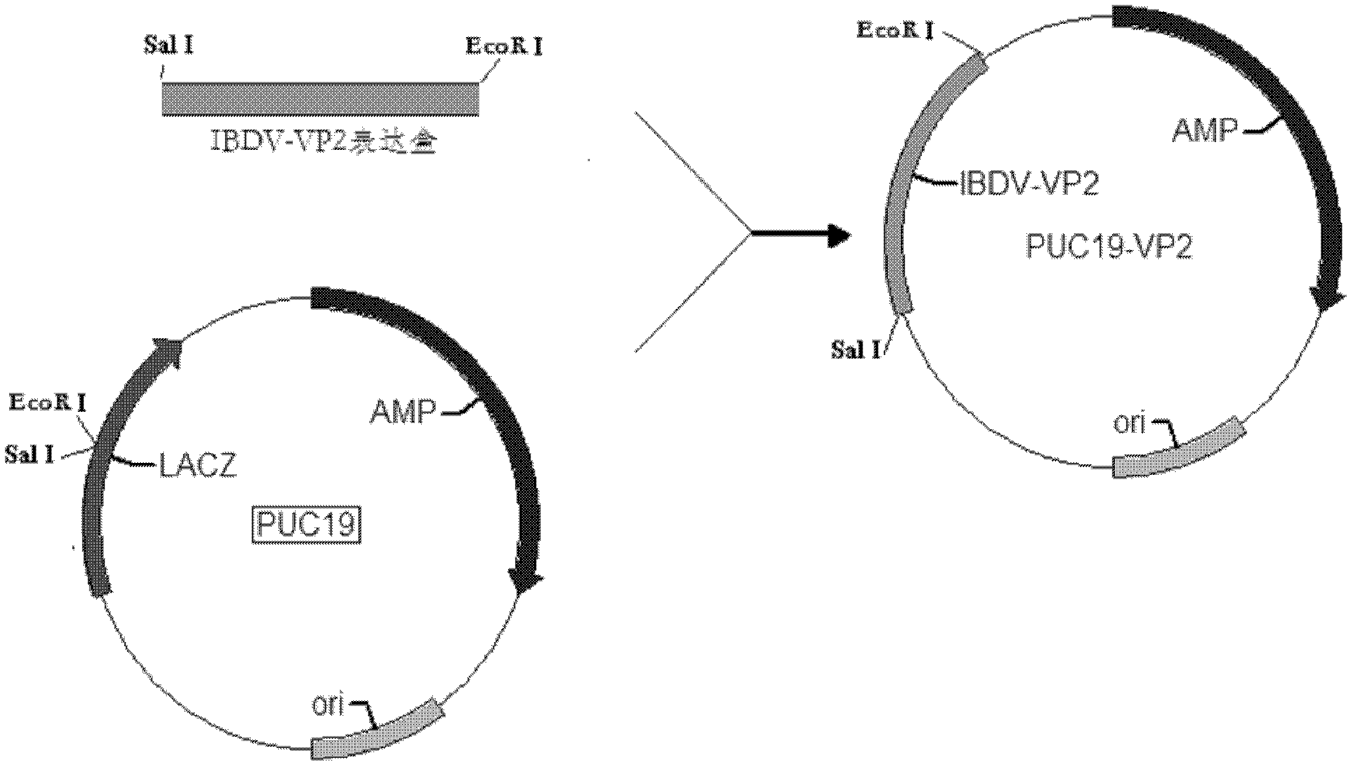 Recombinant turkey herpesvirus and application thereof