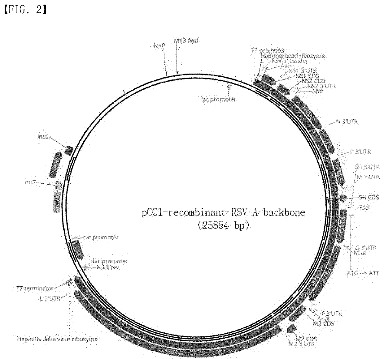 Recombinant rsv live vaccine strain and the preparing method thereof