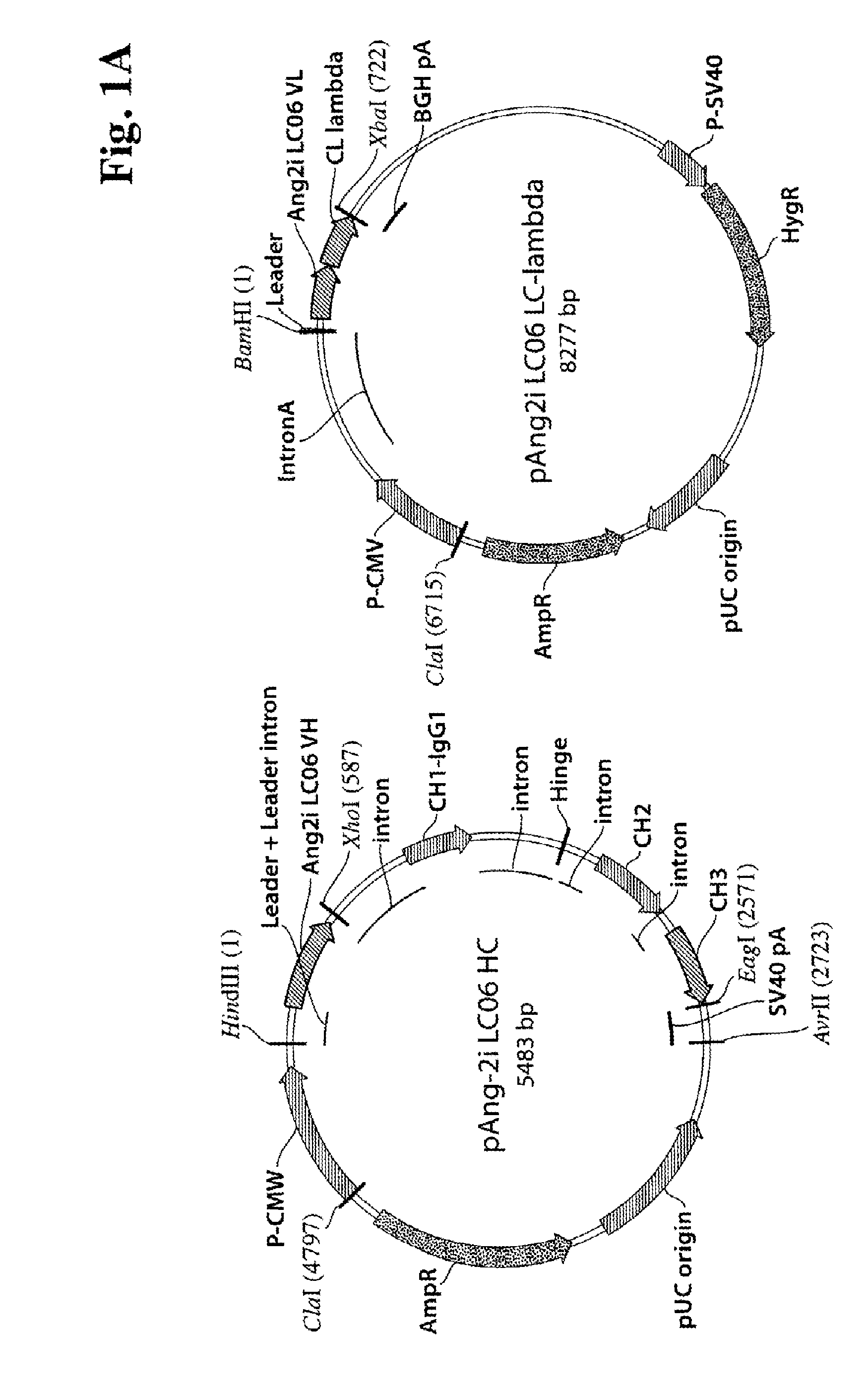 Antibodies against human angiopoietin 2