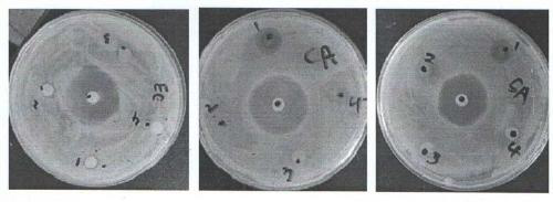 Preparation method and application of instant isatistinctoria leaf extract