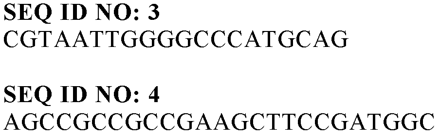 Gene encoding polymer synthase and a process for producing polymer