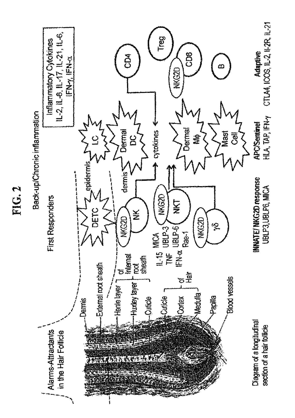 Methods for treating hair loss disorders