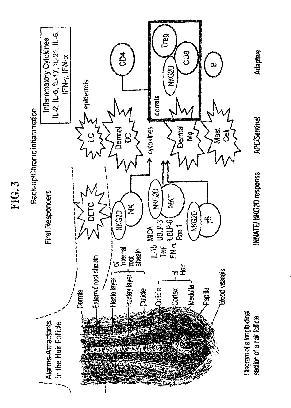 Methods for treating hair loss disorders