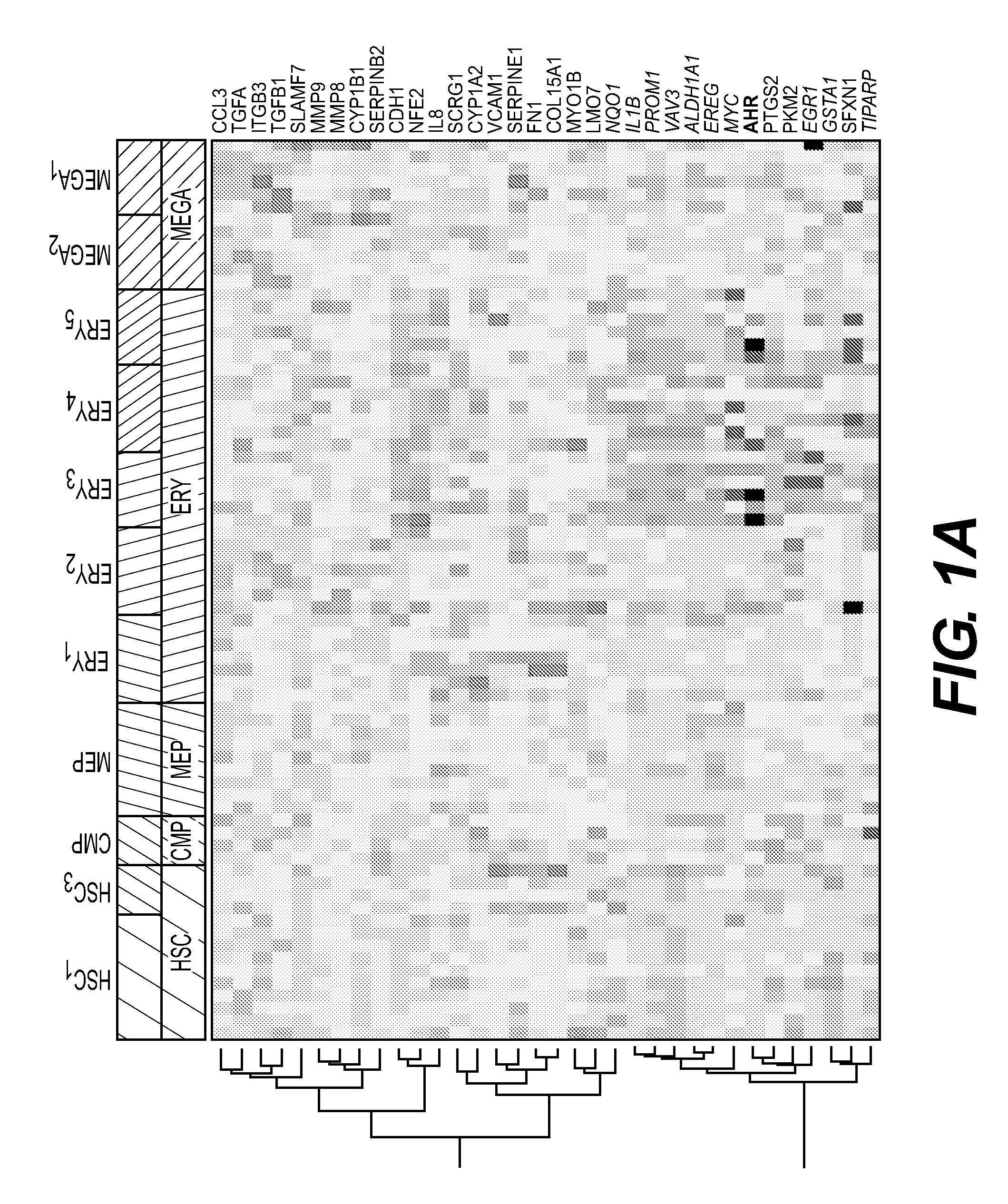 Production of red blood cells and platelets from stem cells