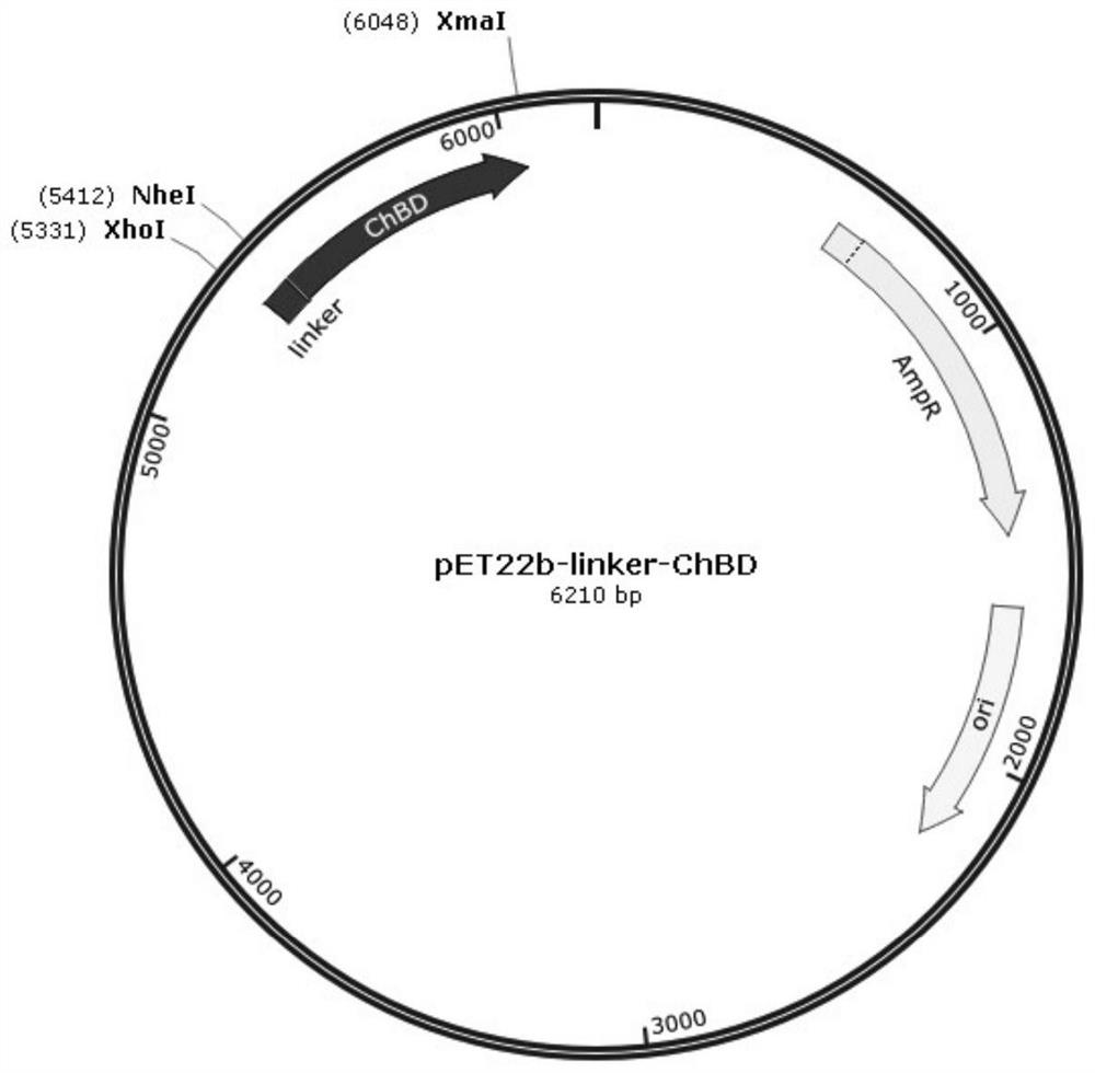 Chitin binding domain and application thereof