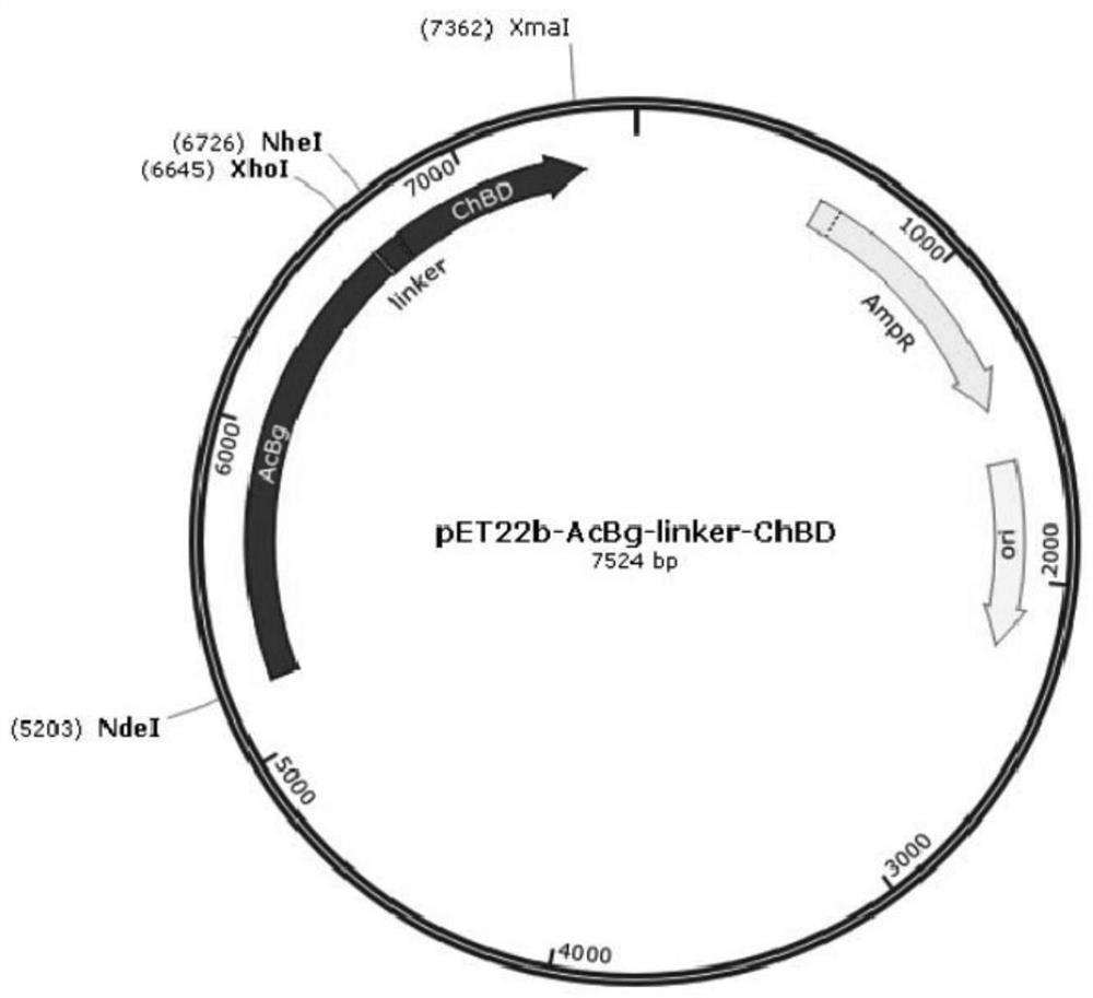 Chitin binding domain and application thereof