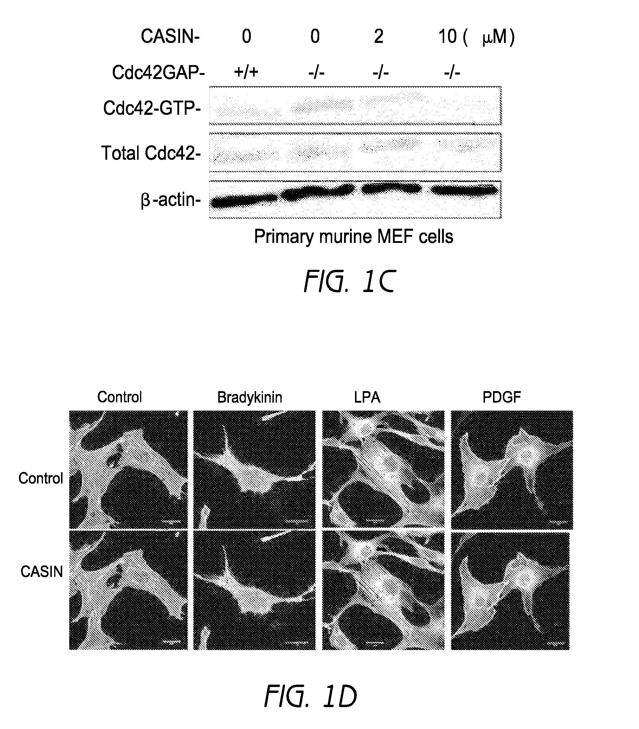 Mobilization of hematopoietic stem cells