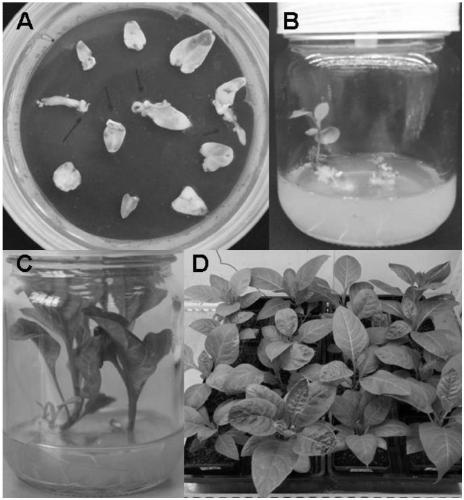 Atropa belladonna calmodulin AbCaM1 gene and recombinant plant expression vector and applications thereof