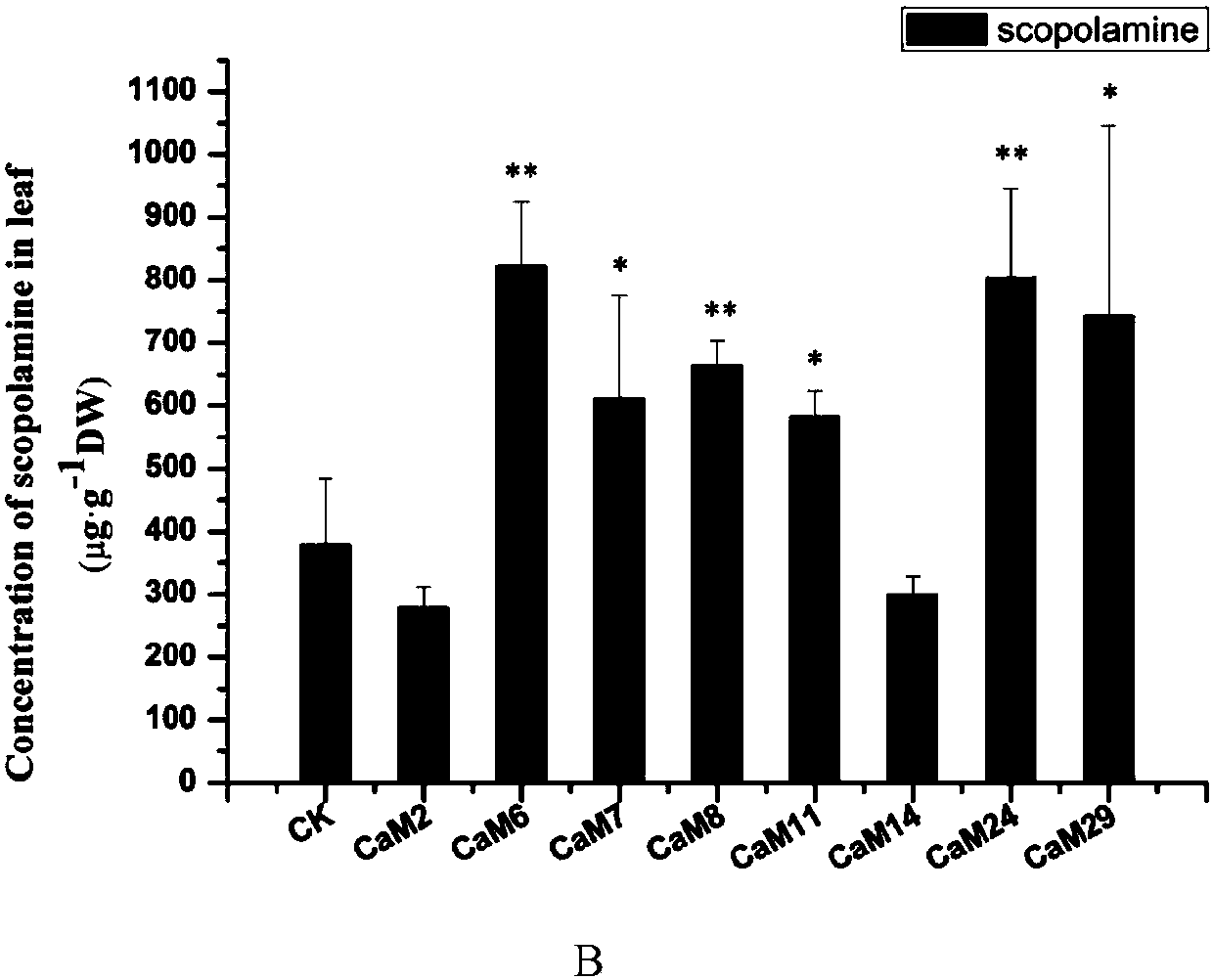 Atropa belladonna calmodulin AbCaM1 gene and recombinant plant expression vector and applications thereof