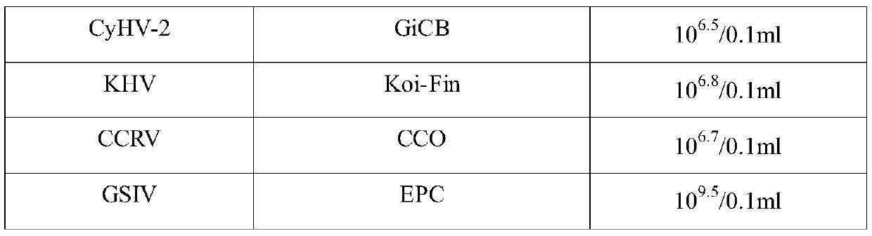 Bacillus velezensis YFI-4, and application thereof in preparation of drugs for treating viral diseases of freshwater cultured animals