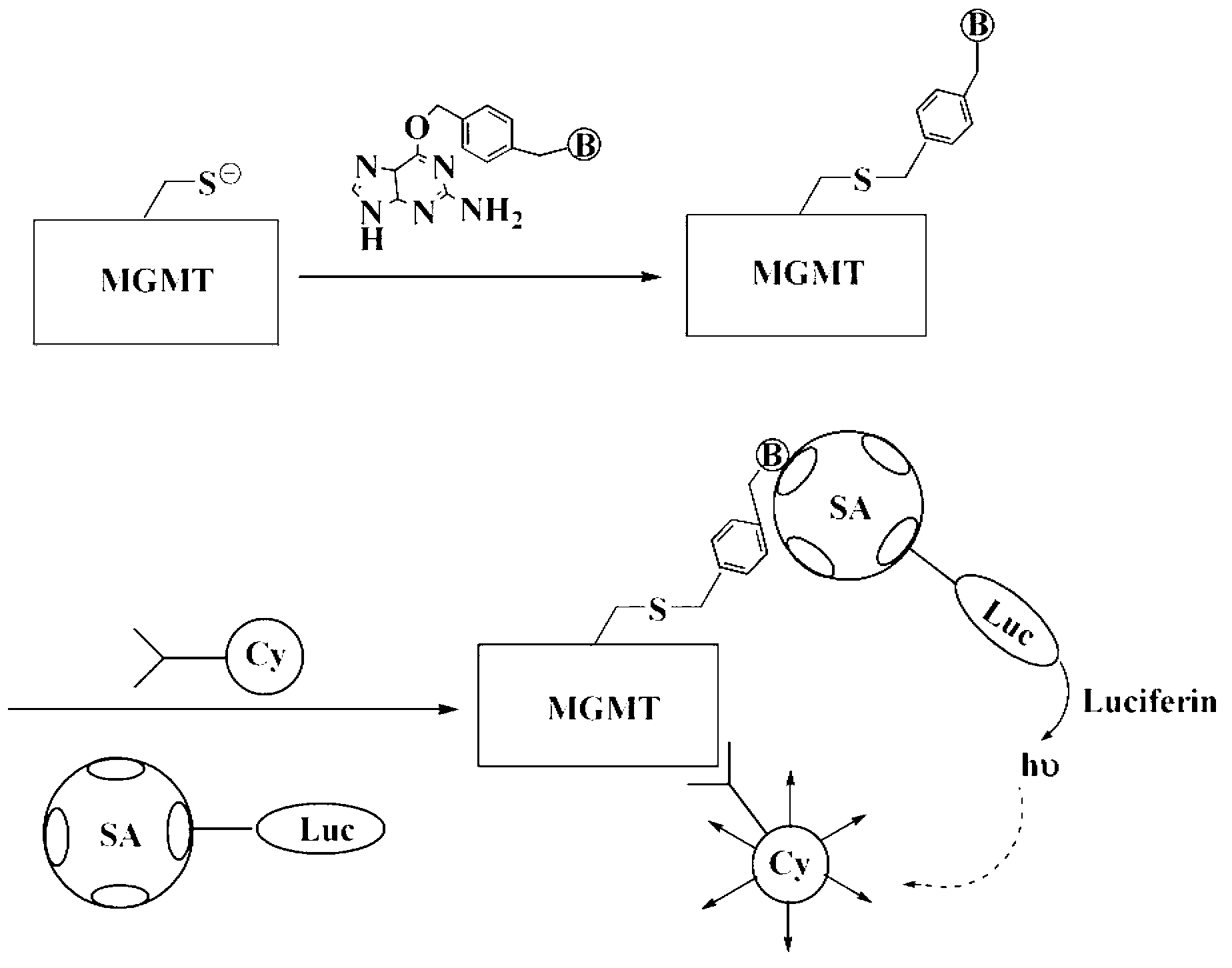 Method for detecting activity of O6-methylguanine-DNA (Deoxyribose Necleic Acid) methyltransferase