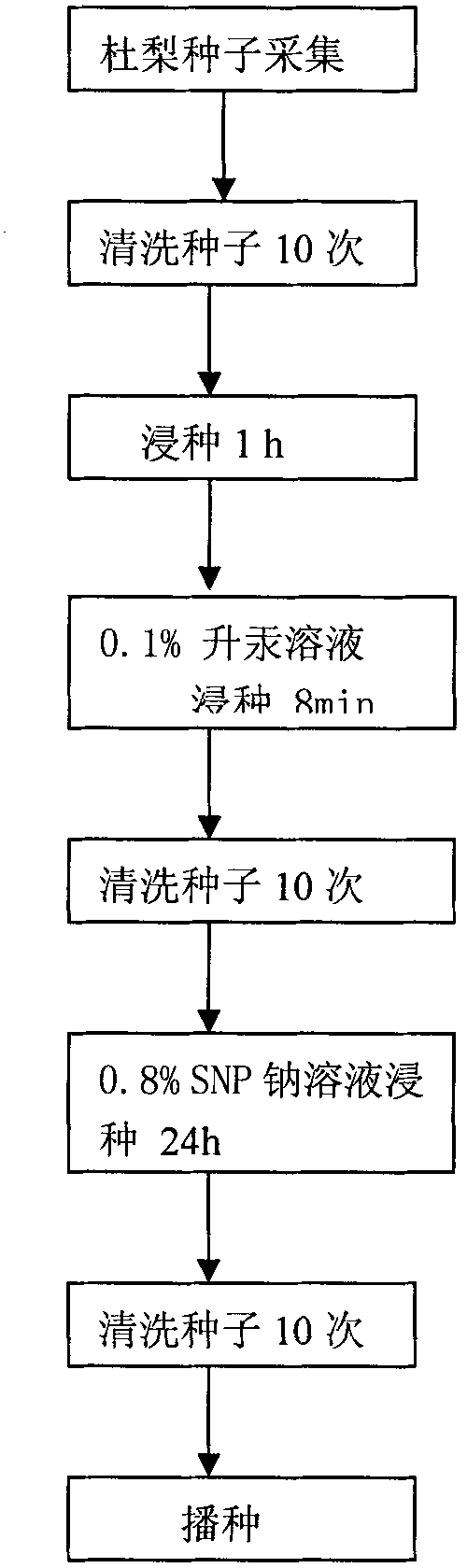 Method for quickly breaking birchleaf pear rootstock seed dormancy by using sodium nitroprusside