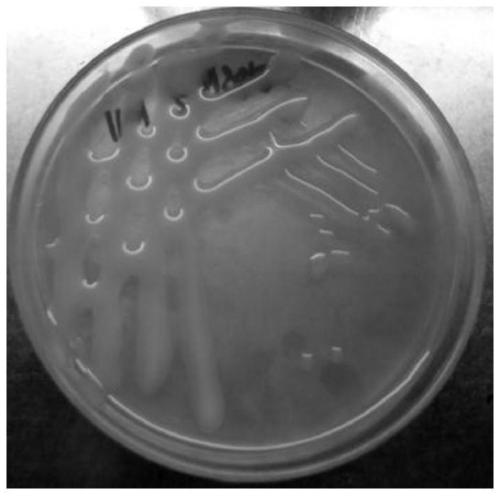 A kind of broad bean rhizobia strain blgs19-2 and its application