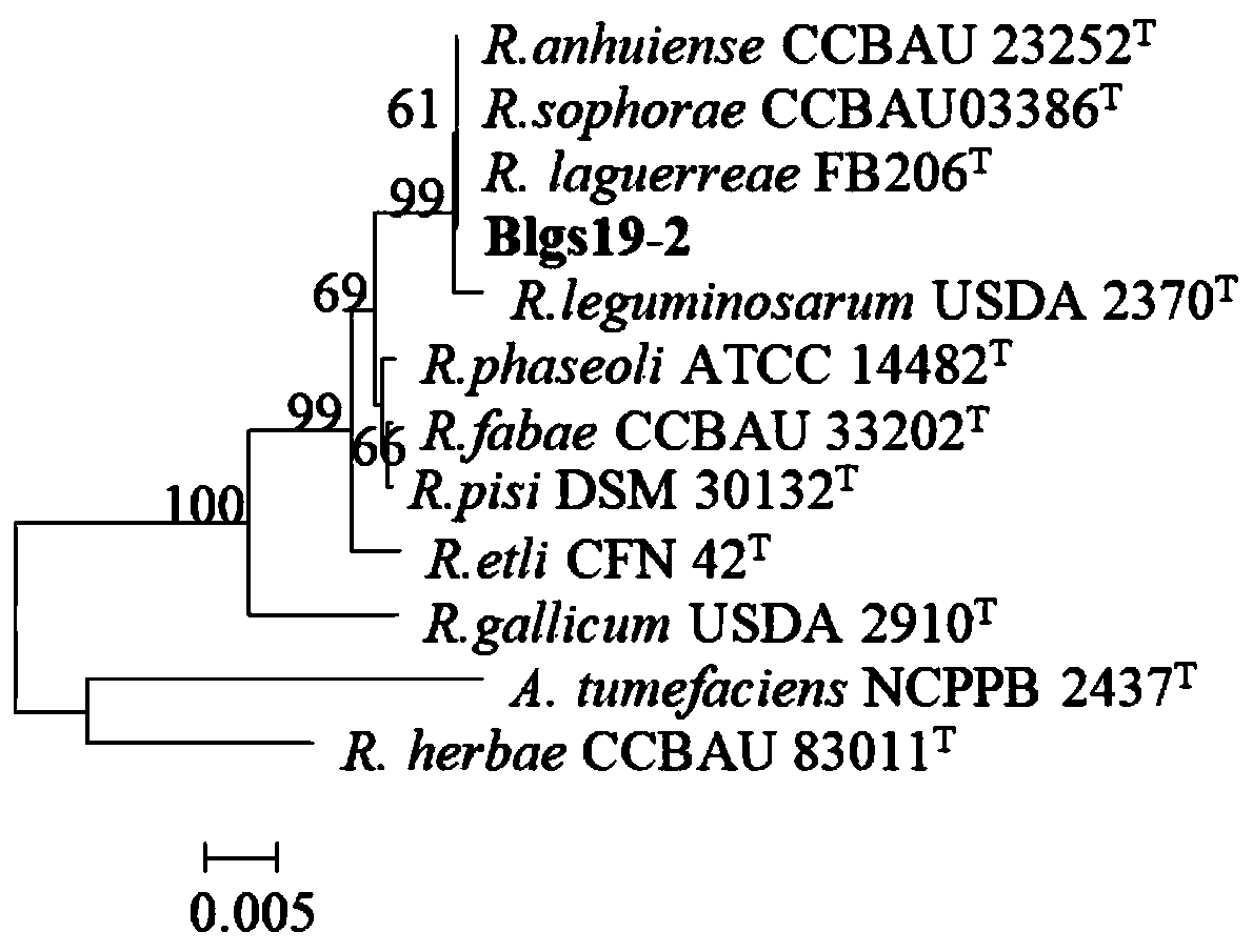 A kind of broad bean rhizobia strain blgs19-2 and its application