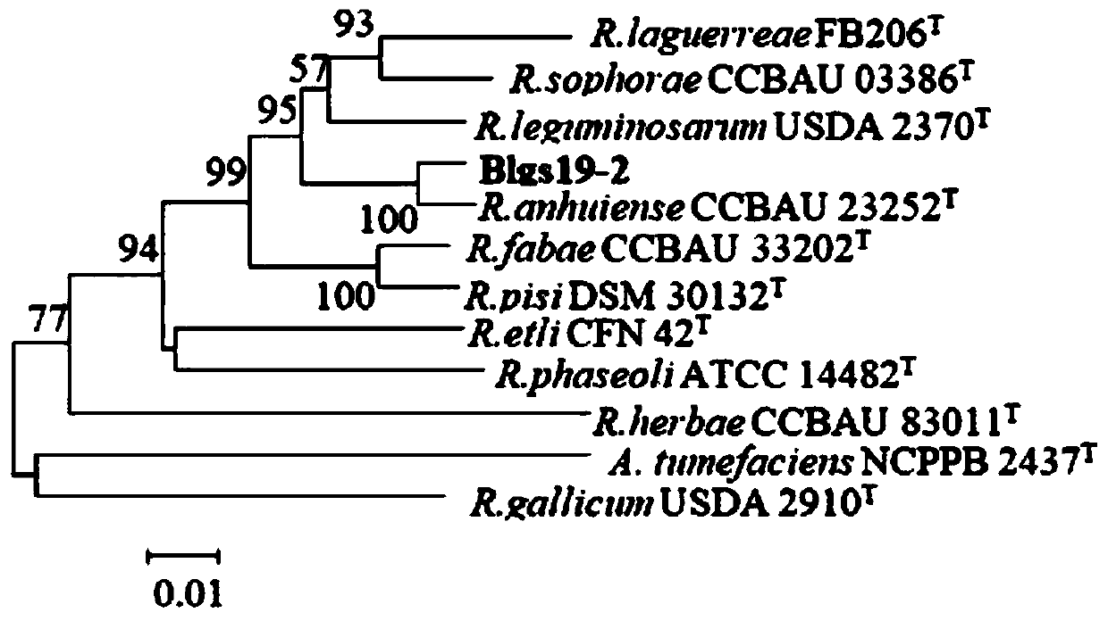 A kind of broad bean rhizobia strain blgs19-2 and its application