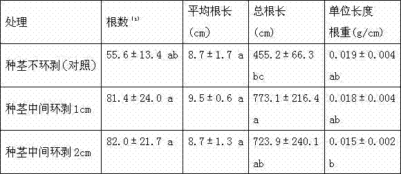 A kind of cassava wind-resistant and yield-increasing cultivation technique