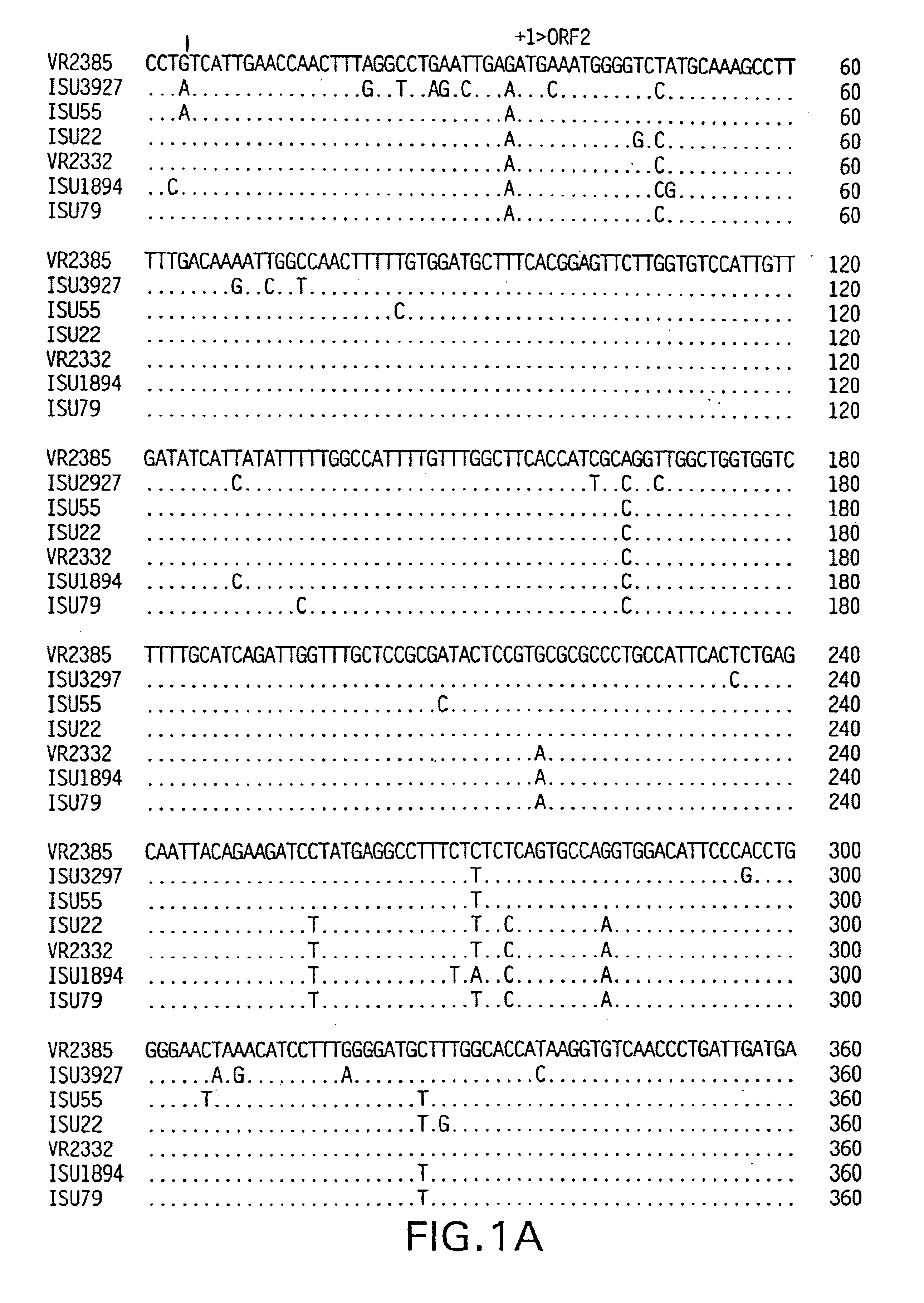 Proteins encoded by polynucleic acids of porcine reproductive and respiratory syndrome virus (PRRSV)