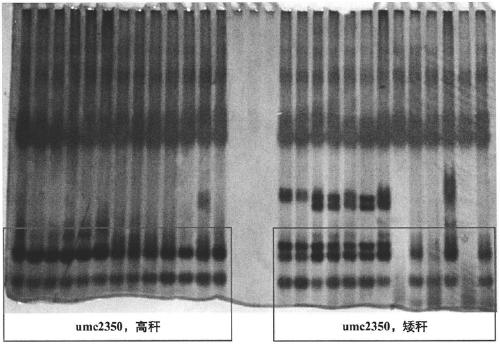 InDel6 and SSR229 markers closely linked to height of maize plant and application of InDel6 and SSR229 markers