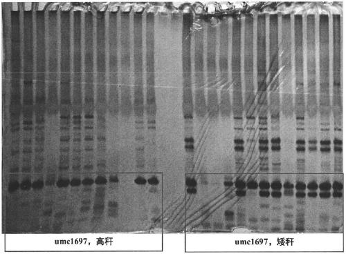 InDel6 and SSR229 markers closely linked to height of maize plant and application of InDel6 and SSR229 markers