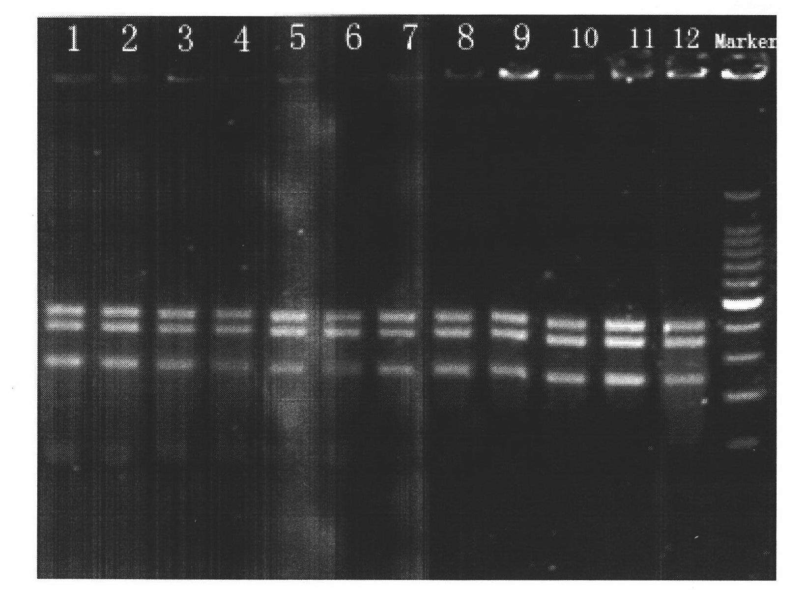 Beta-thalassemia mutation detection kit