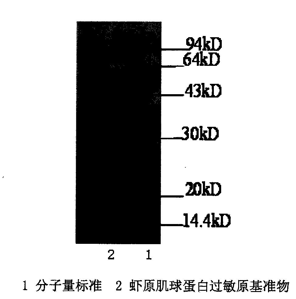 Preparation method of shrimp tropomyosin allergen primary standard substance