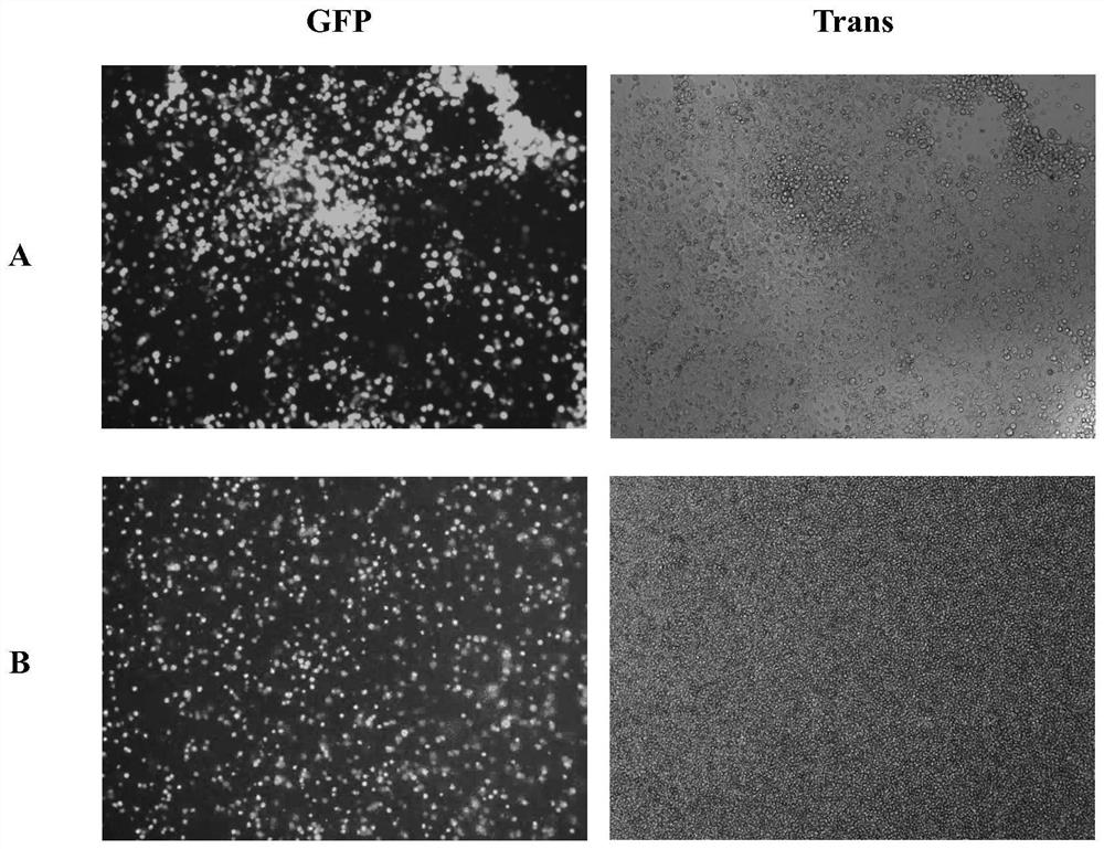 Immortalized porcine macrophage cell strain as well as construction method and application thereof