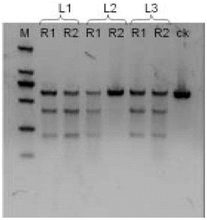 Gene mapping integration and expression system and application thereof