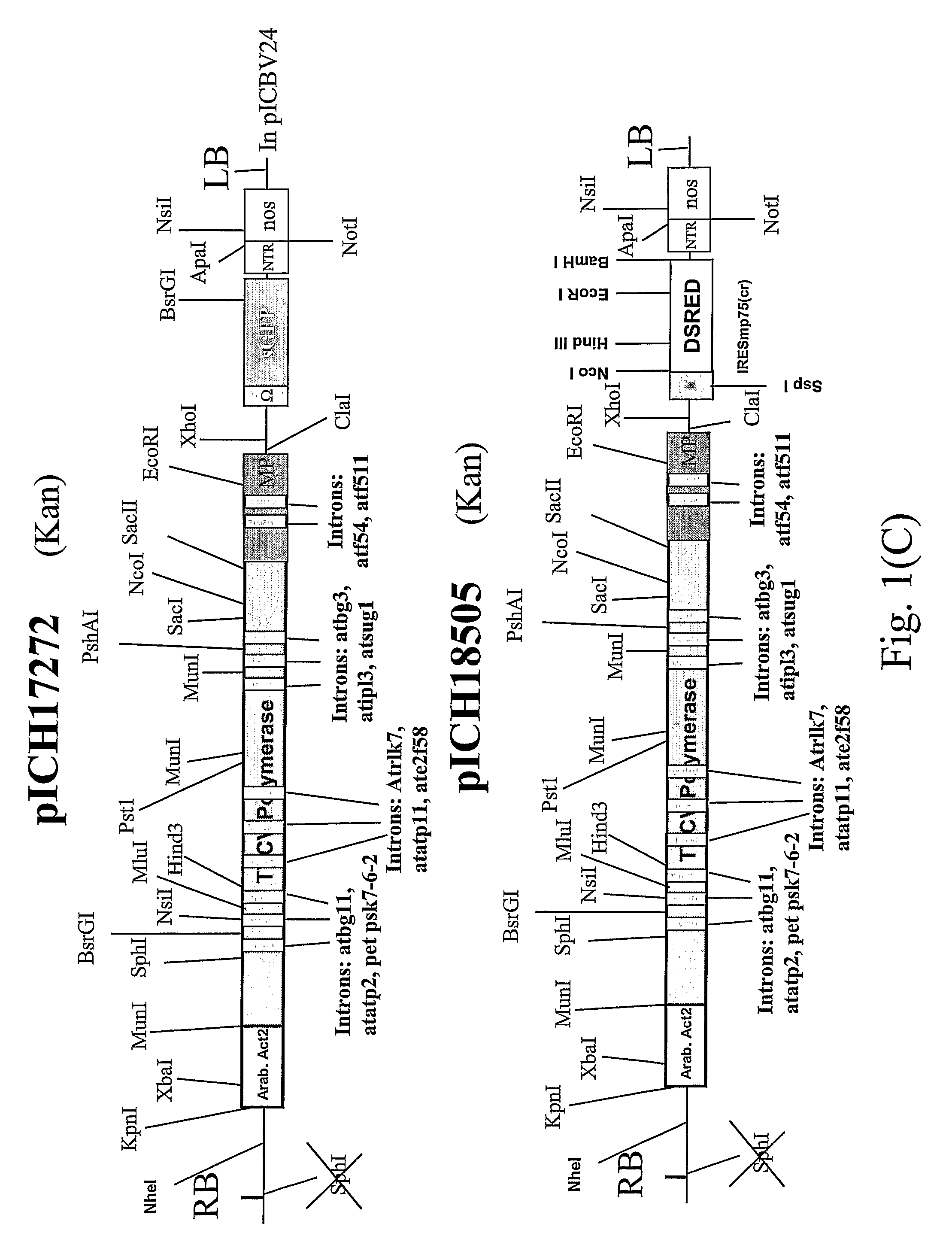 Production of hetero-oligomeric proteins in plants