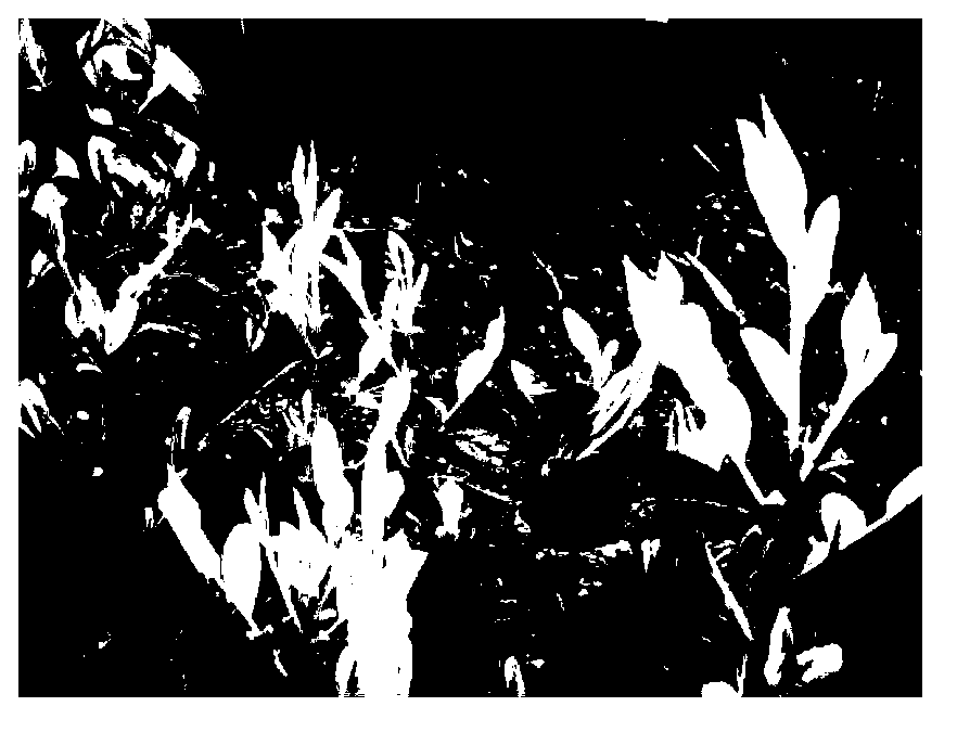 Asexual rapid propagation method of tea trees and root taking culture solution