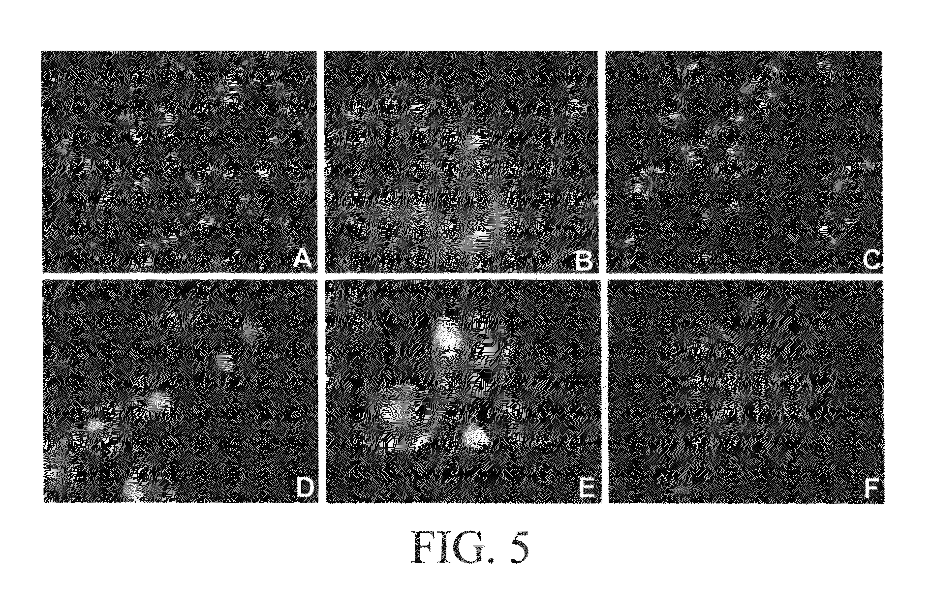 In vitro methods for the induction and maintenance of plant cell lines as single suspension cells with intact cell walls, and transformation thereof