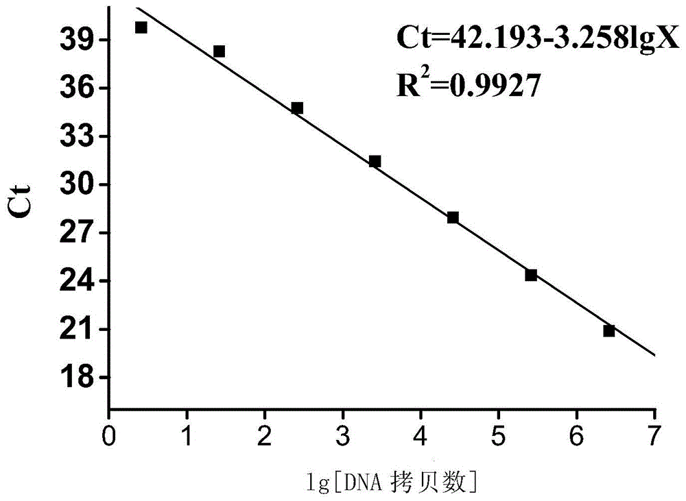 Polynucleotide, method and kit for real-time fluorescence quantitative PCR (Polymerase Chain Reaction) detection of vibrio cholerae