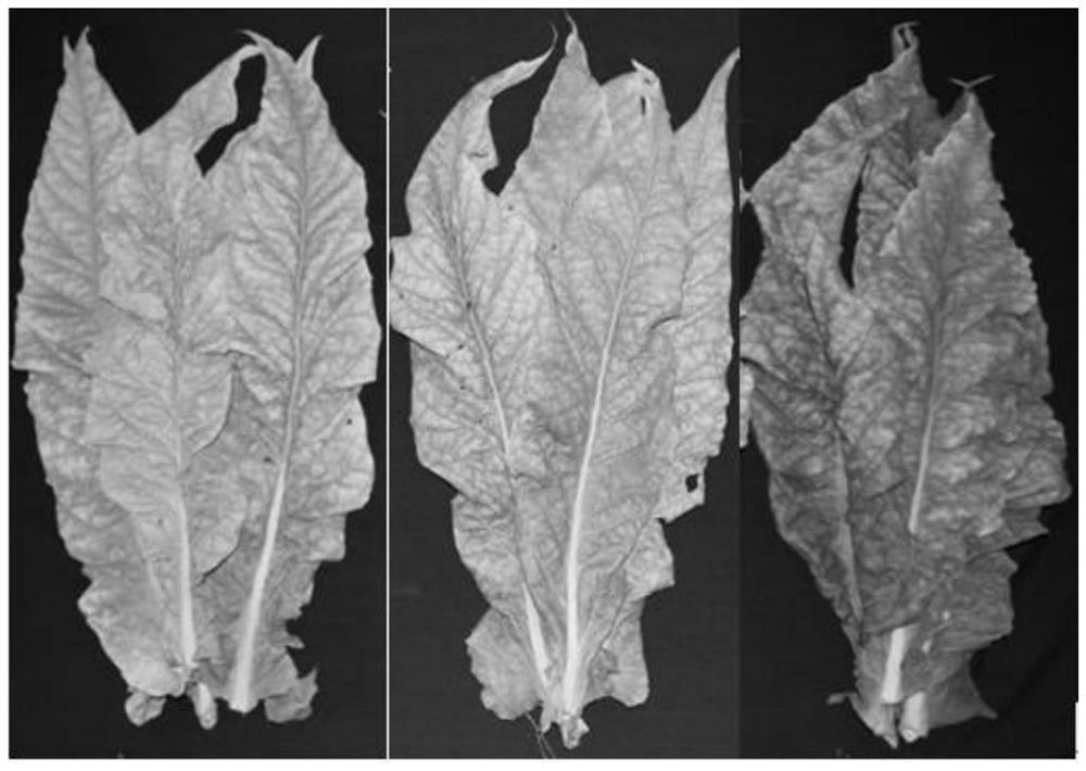 Method for selecting wet bulb temperature in yellowing period of flue-cured tobacco baking process