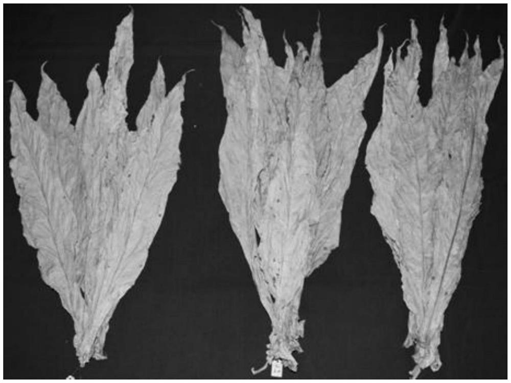 Method for selecting wet bulb temperature in yellowing period of flue-cured tobacco baking process