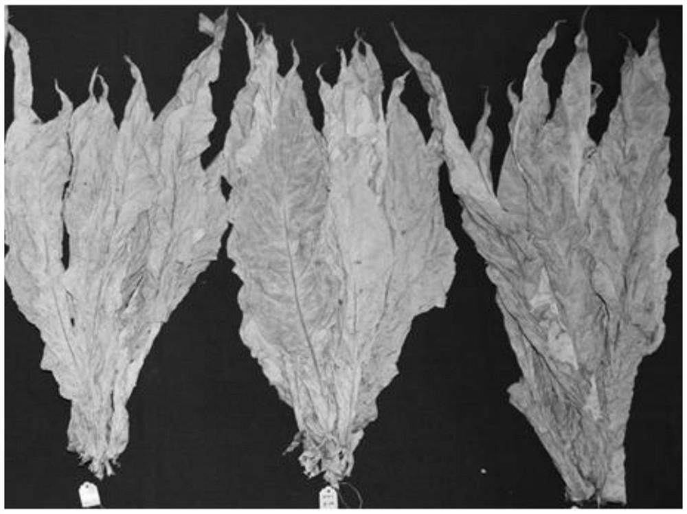 Method for selecting wet bulb temperature in yellowing period of flue-cured tobacco baking process