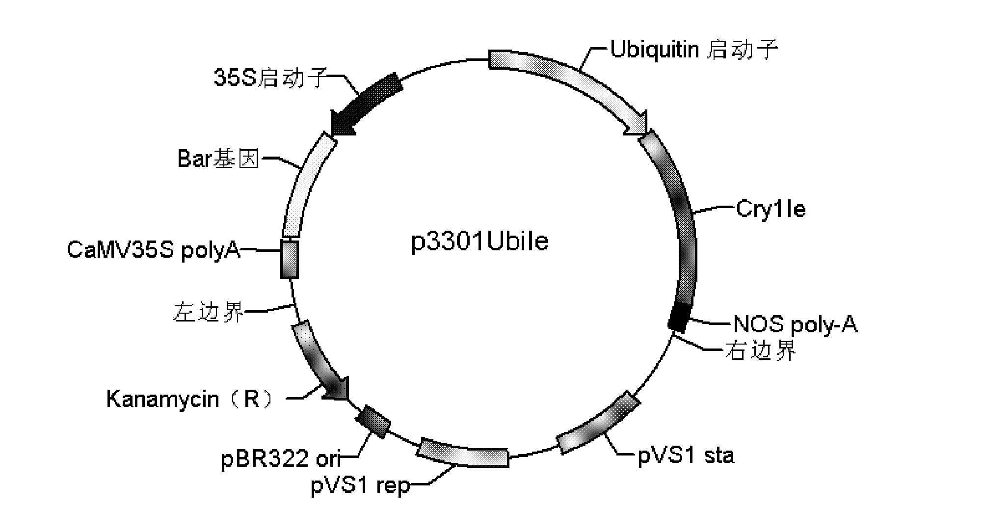 Flanking sequence of foreign insert segment in maize genetic modification event IE034 and application of flanking sequence