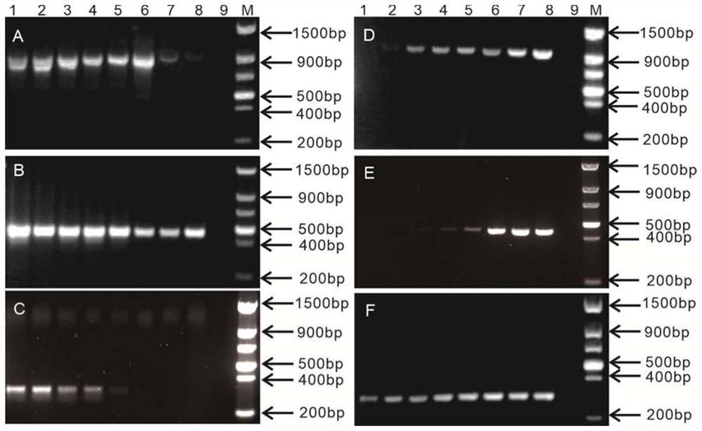 Method for detecting pseudorabies virus