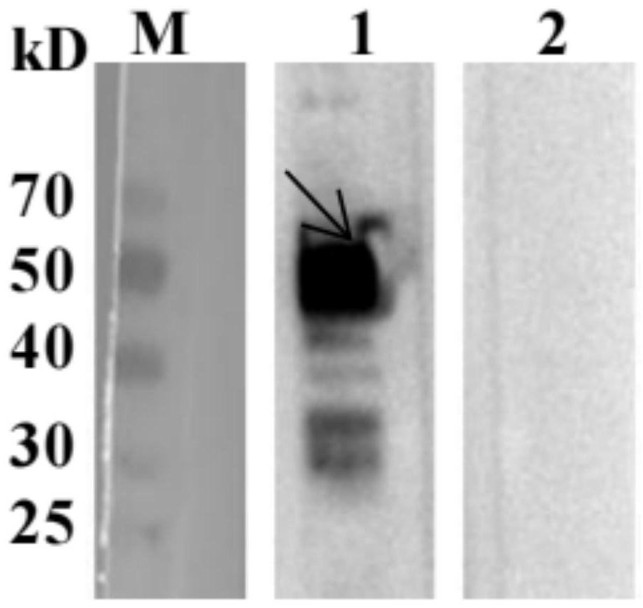 Recombinant Mh-PGK protein and application thereof in detection of swine haemophilus mycoplasma