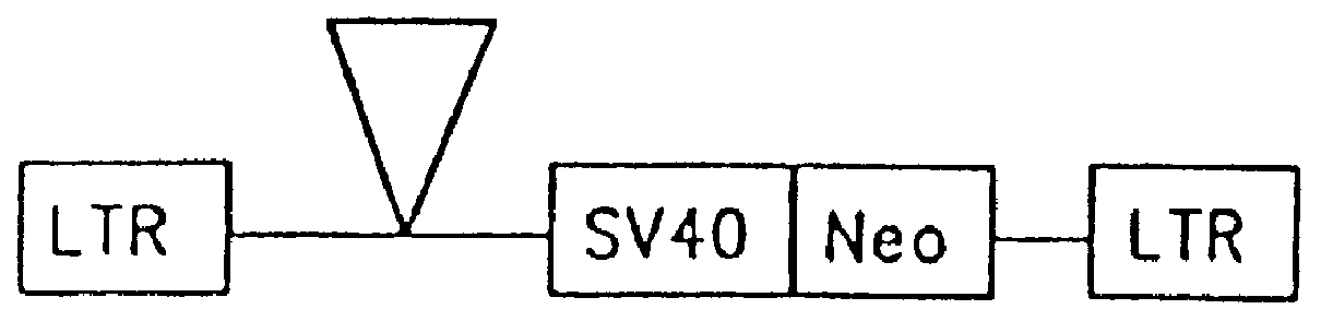 Retroviral gene therapy vectors and therapeutic methods based thereon