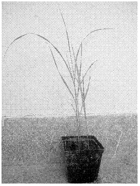 Method for quickly reproducing miscanthus plant miscanthus and triarrhena hybrid NO.9 somatic embryo tissue culture