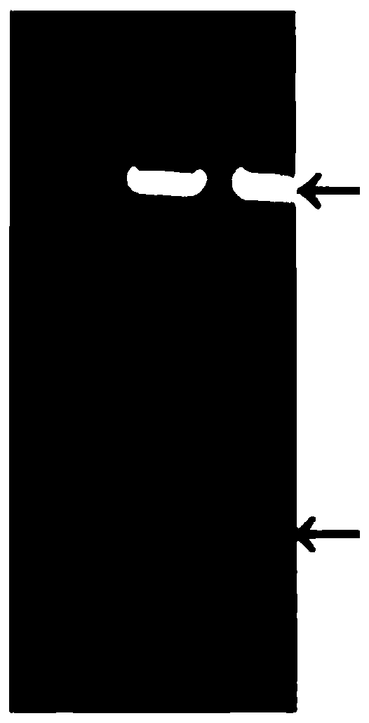 Expression and purification method of anti-cancer and anti-inflammatory polypeptide lunasin in mammalian cell cho-s