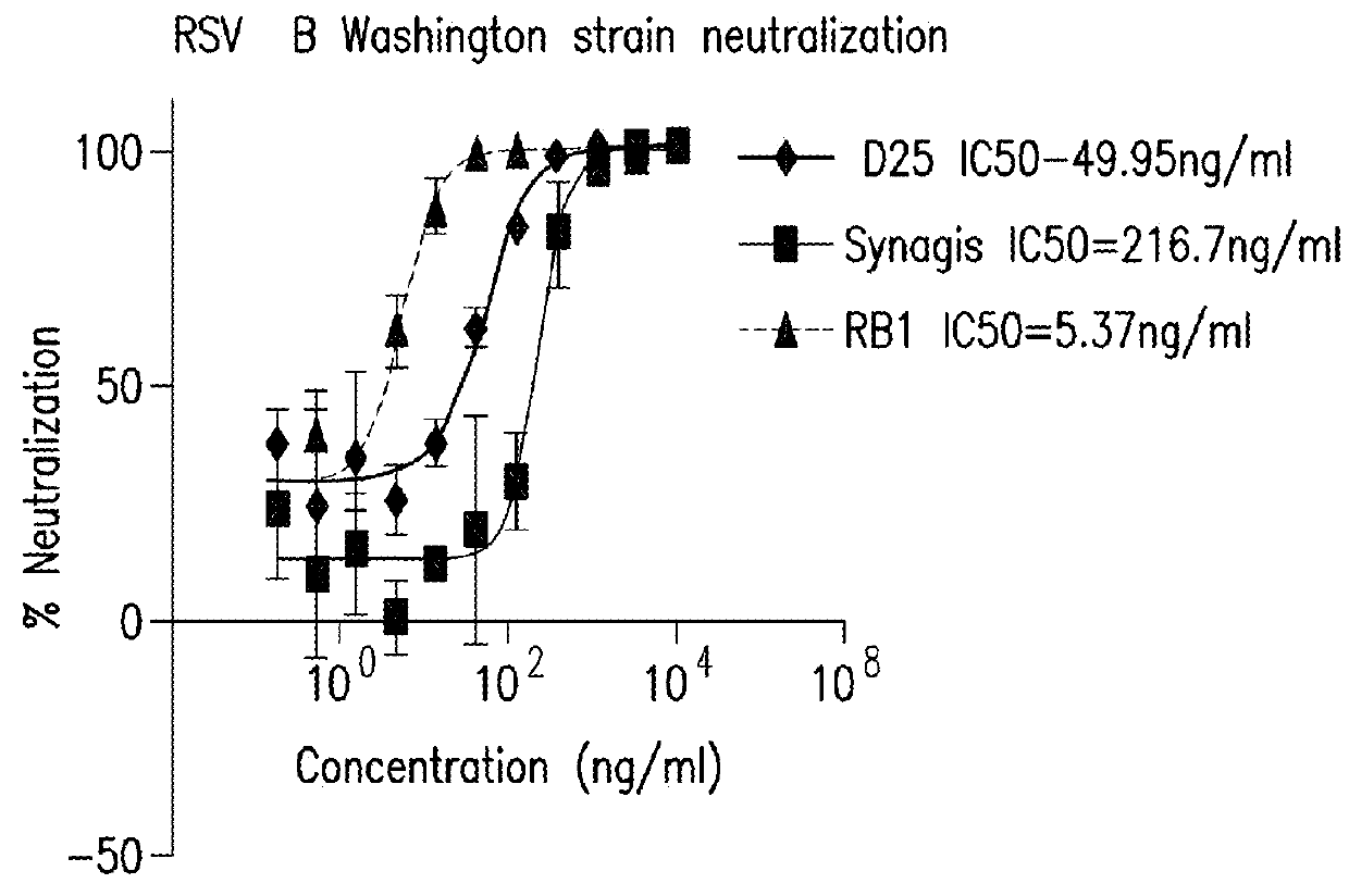 Antibody neutralizing human respiratory syncytial virus