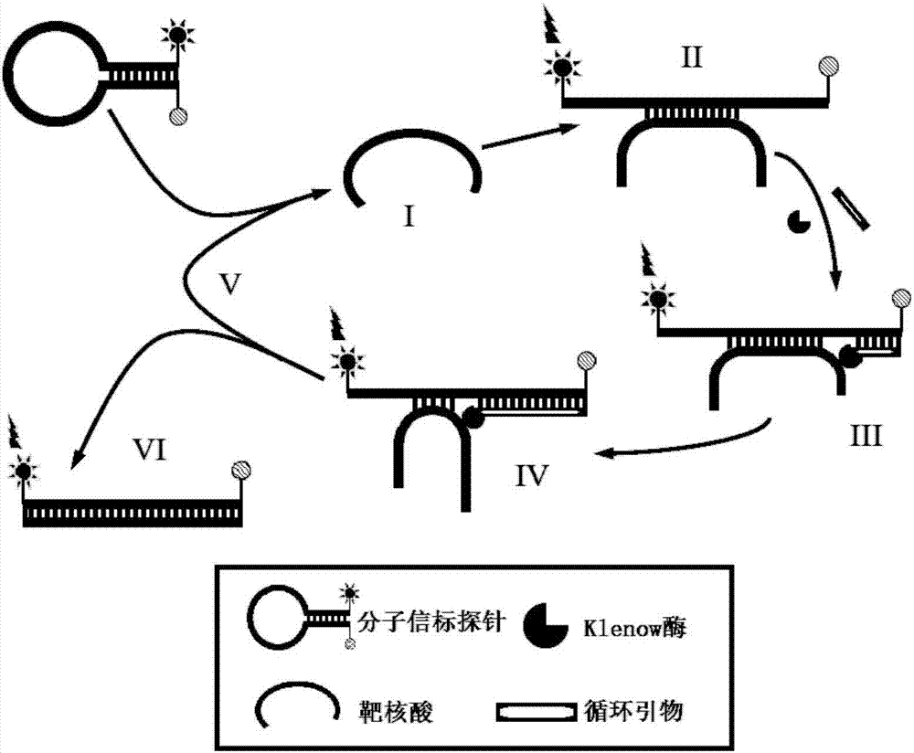 Method for detecting pathogenic bacteria in foods by isothermal rapid amplification