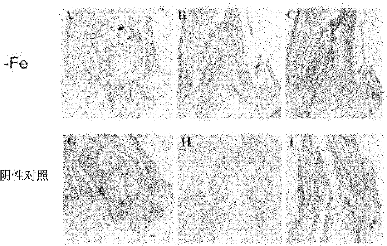 Method for positioning immune tissues of growth hormone for malus plants and application thereof