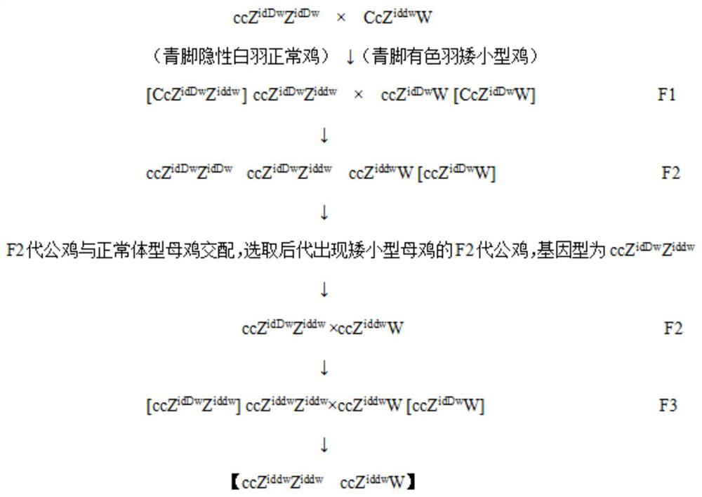 Breeding method of a new strain of green-legged recessive white-feathered dwarf broiler chicken